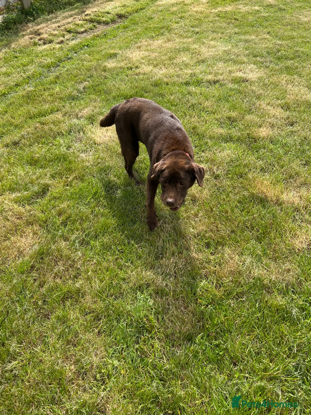 Labrador Retriever dogs for sale: Chocolate Labrador  - Advert 2