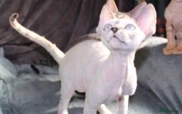 Devon Rex cats for sale: GCCF Devon Rex kittens - Image 17