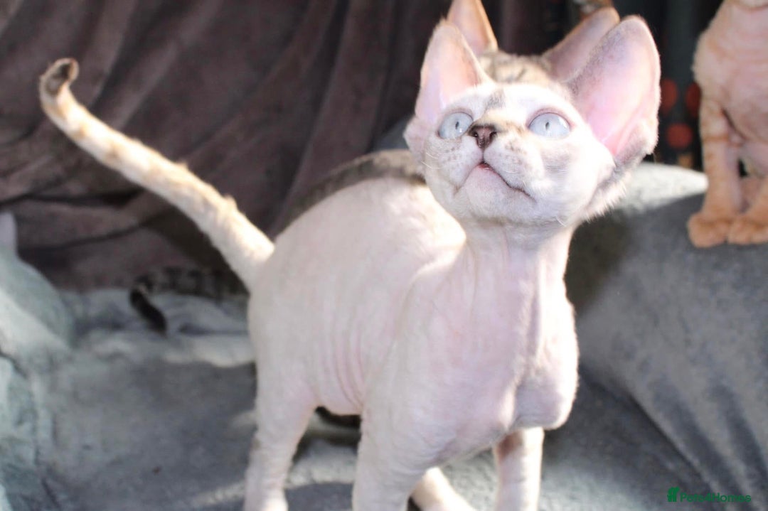 Devon Rex cats for sale: GCCF Devon Rex kittens - Image 17