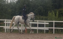 Belgian Warmblood horses for sale: Wow !! What a mare she is !!  - Image 5