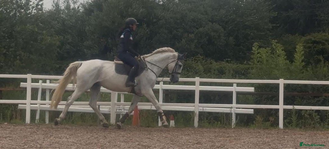 Belgian Warmblood horses for sale: Wow !! What a mare she is !!  - Image 5
