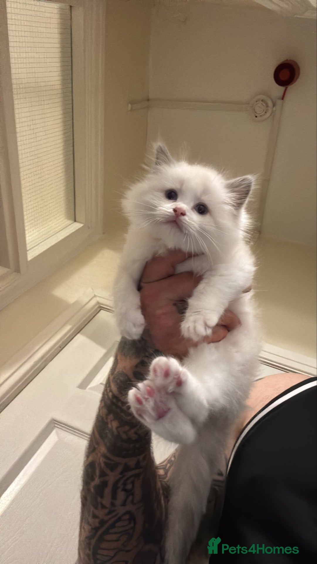 Ragdoll cats Gorgeous Ragdoll Kittens Looking for Loving Homes - Advert 6