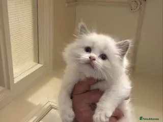 Ragdoll cats Gorgeous Ragdoll Kittens Looking for Loving Homes - Advert 6