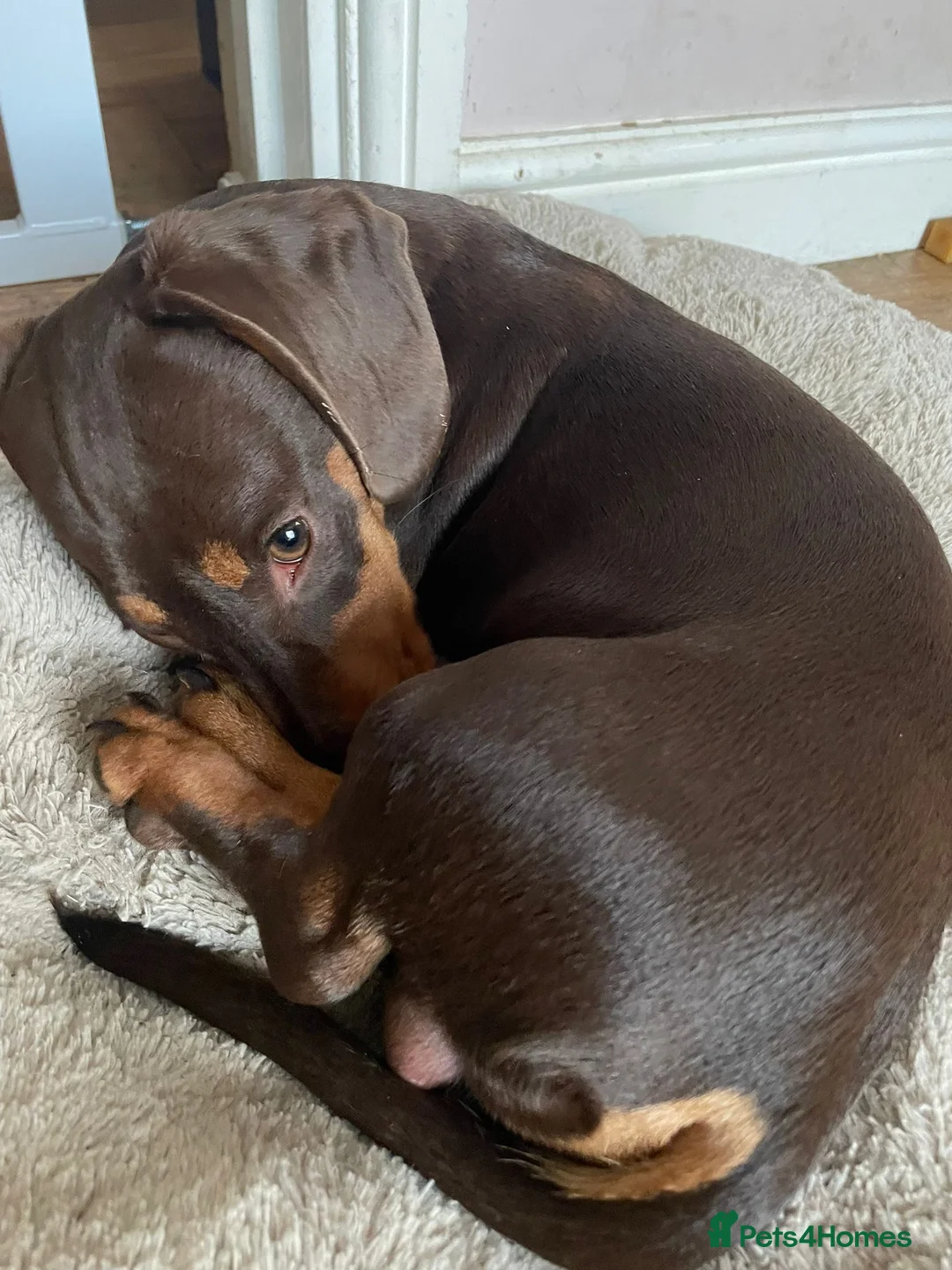 Miniature Dachshund dogs for sale: Chester & Bean - bonded pair  in Stroud - Advert 5