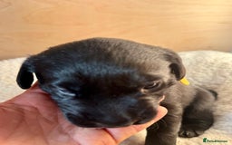 Labrador Retriever dogs for sale: EXCELLENT &UNIQUE LAB PUPPIES AV 12 NOV £1450 - Image 15