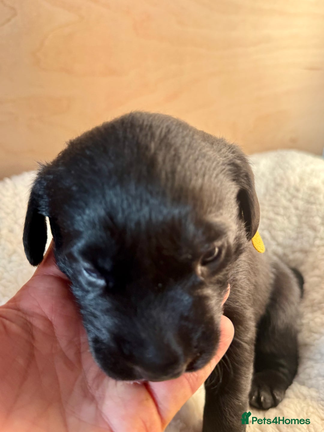 Labrador Retriever dogs for sale: EXCELLENT &UNIQUE LAB PUPPIES AV 12 NOV £1450 - Image 15
