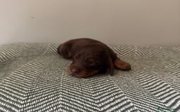 Miniature Dachshund dogs for sale: KC Long haired miniature dachshund puppies - Image 9