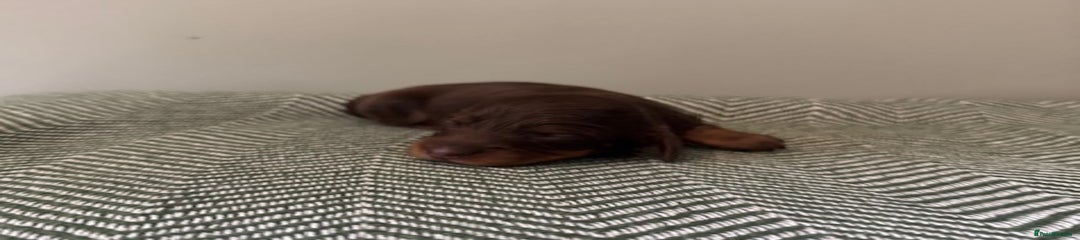 Miniature Dachshund Puppy 3