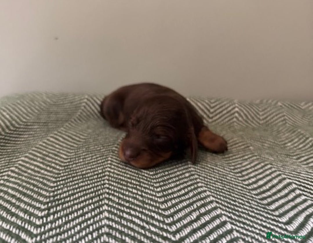 Miniature Dachshund dogs for sale: KC Long haired miniature dachshund puppies - Image 9
