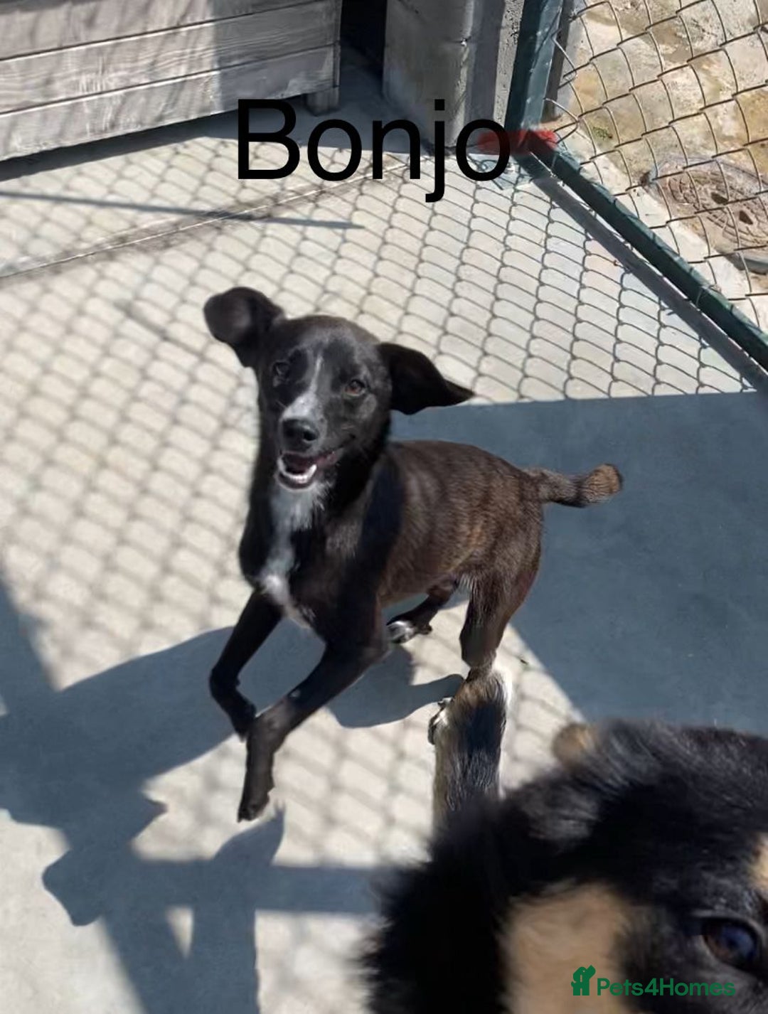 Mixed Breed dogs for adoption: Banjo, 1 yr approx. Available for adoption. - Image 14
