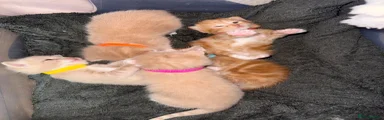 Yellow collar 