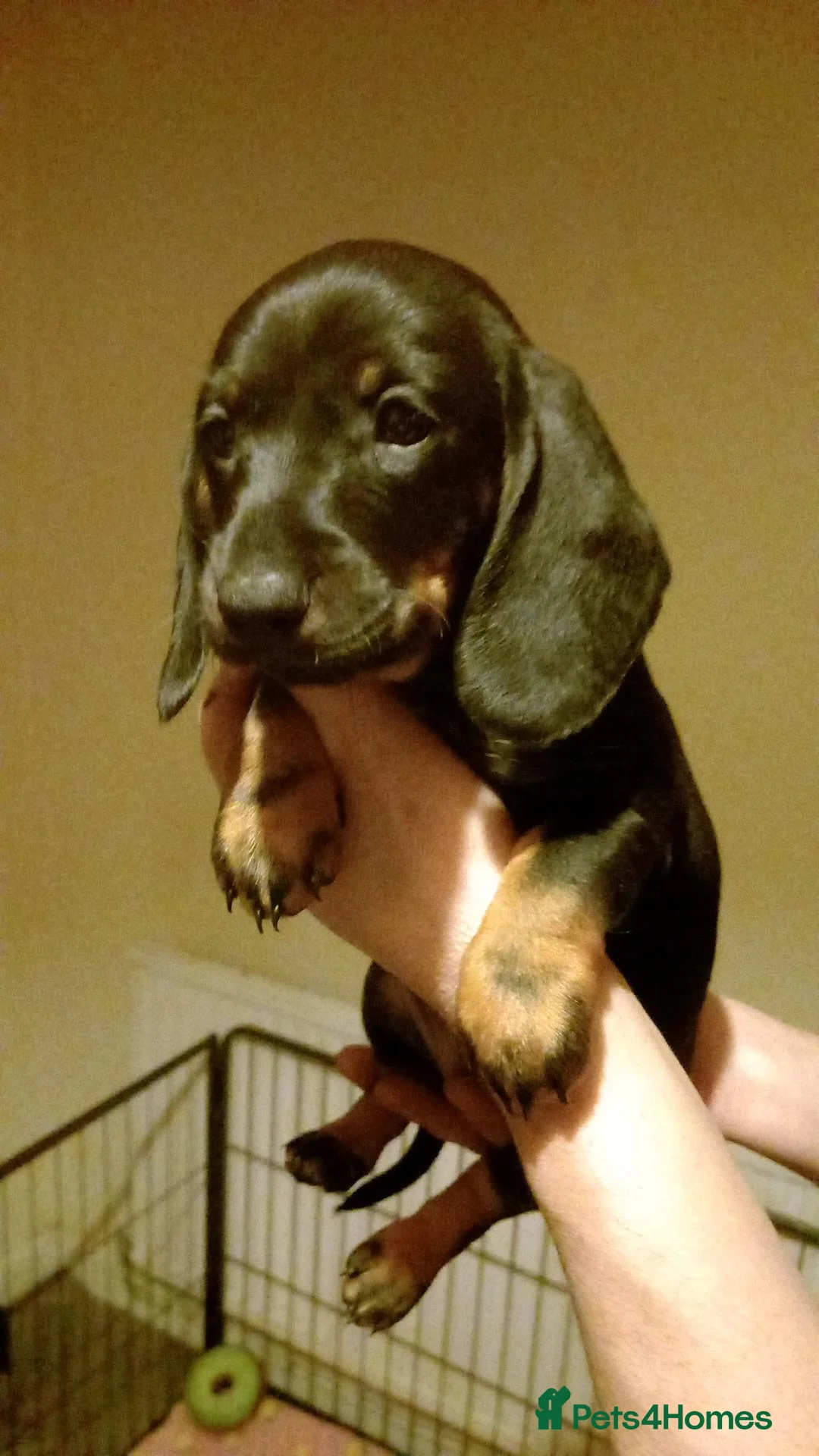 Dachshund dogs for sale: Dachshund puppies - Advert 2