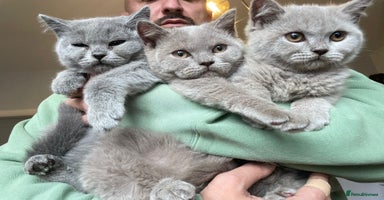 Scottish Fold cats in Altrincham - Advert 8