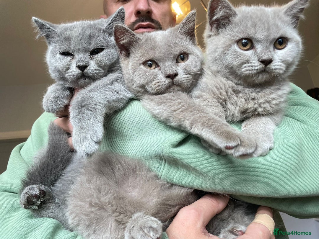 Scottish Fold cats for sale: Beautiful scotish fold straight ear kittens 🐱 ❤️ in Altrincham - Image 3