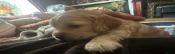 Cockapoo dogs for sale: Cockapoo pups x 4  in Hamilton - Advert 8