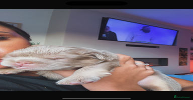 French Bulldog dogs - Advert 7
