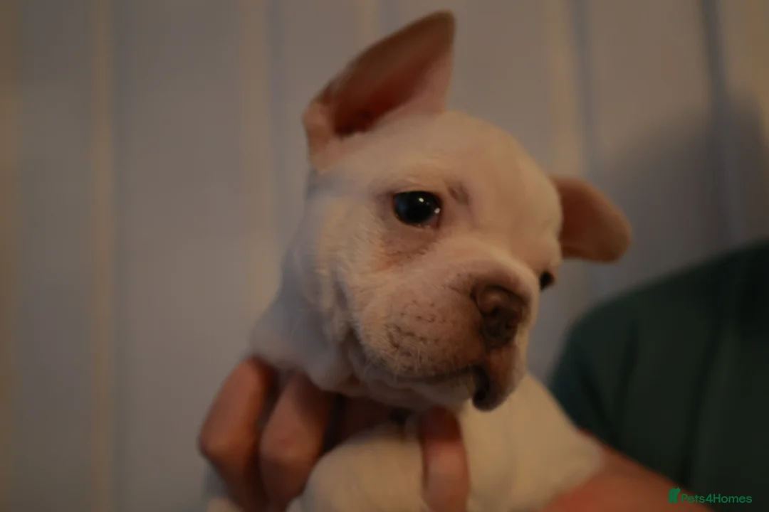 French Bulldog dogs for sale: French bulldog pups  - Advert 3