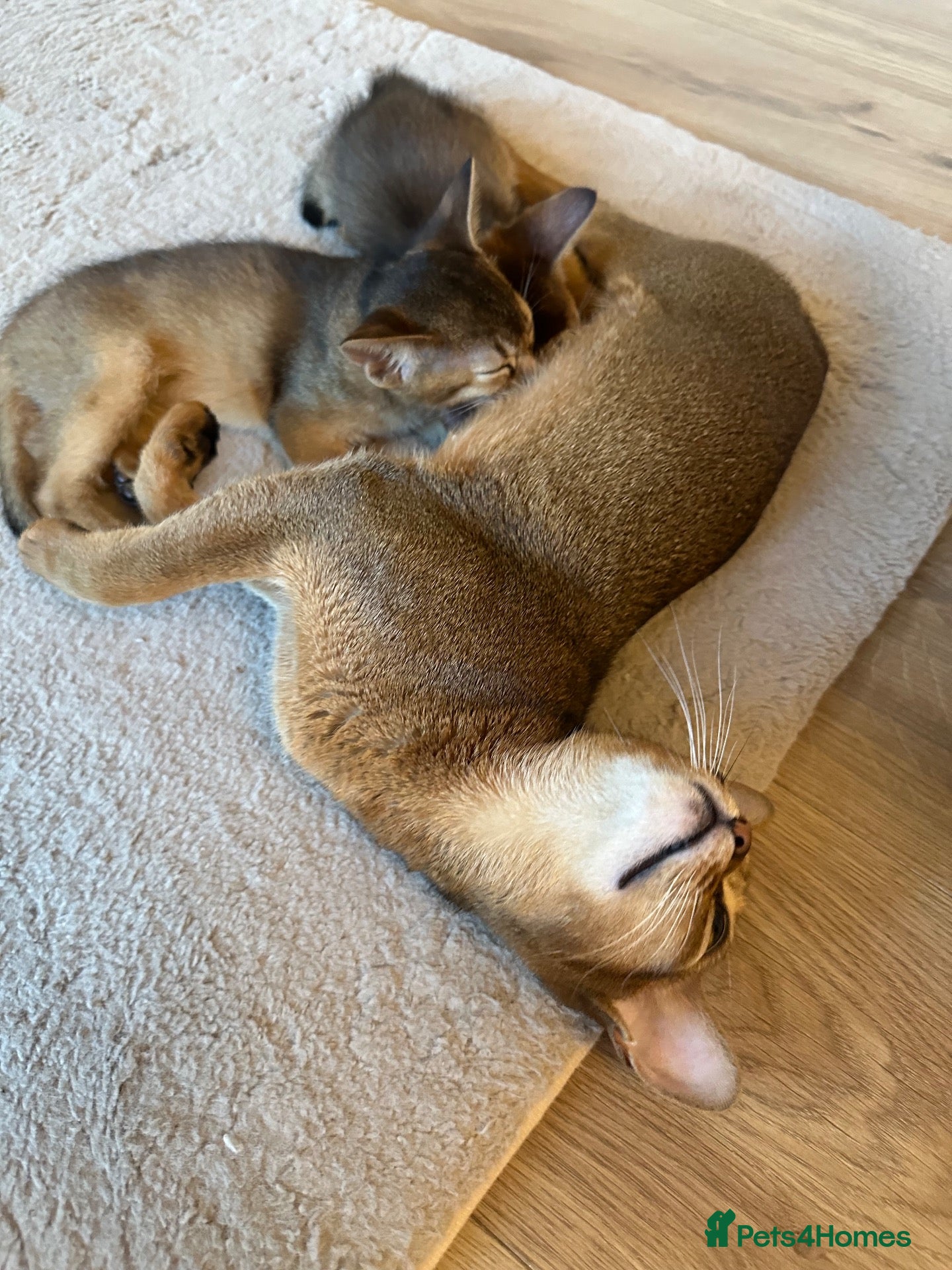 Abyssinian cats Two Abyssinian kittens 1 male and 1 female  - Advert 1