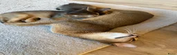 Abyssinian cats for sale: Two Abyssinian kittens 1 male and 1 female  - Advert 1