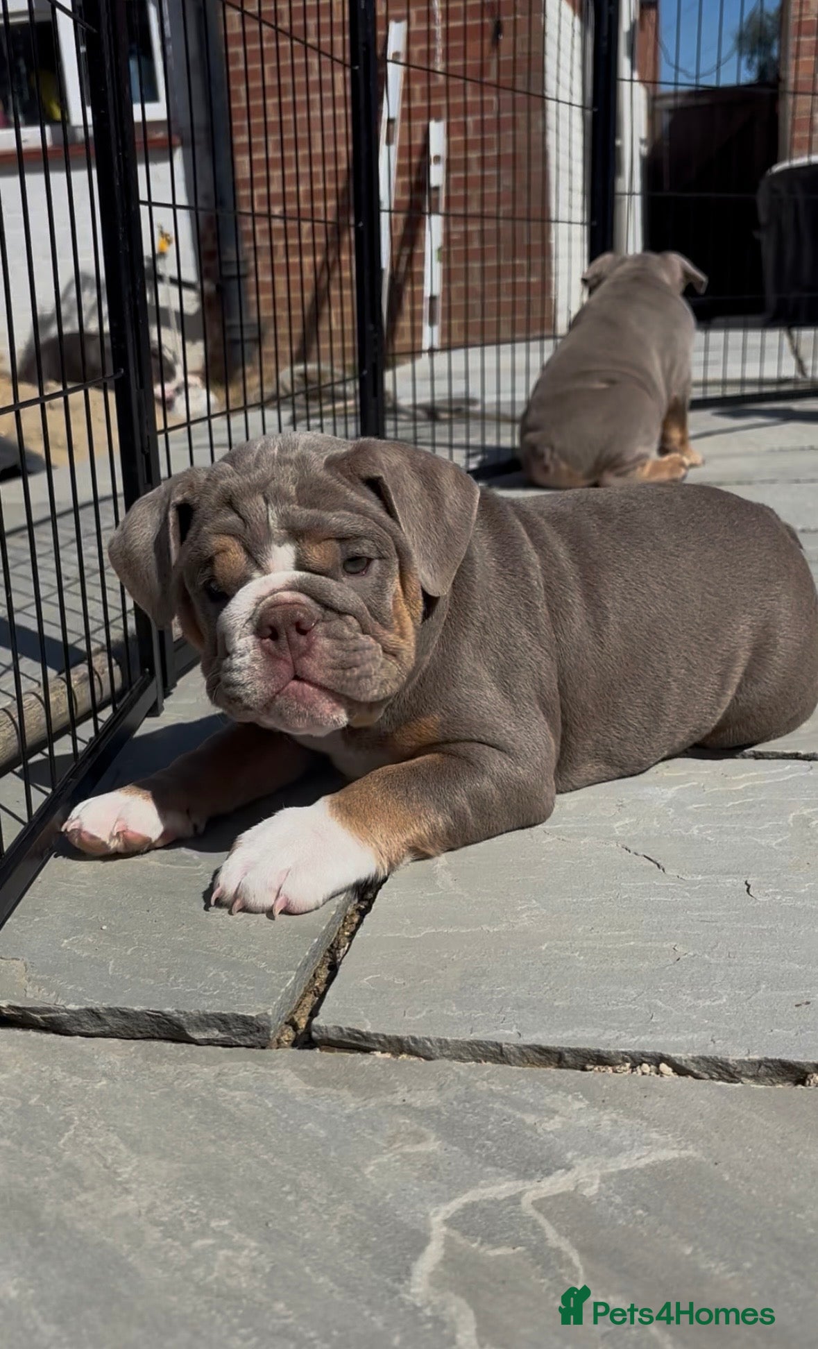 English Bulldog dogs *READY TO GO NOW* English Bulldog Puppies  - Advert 2
