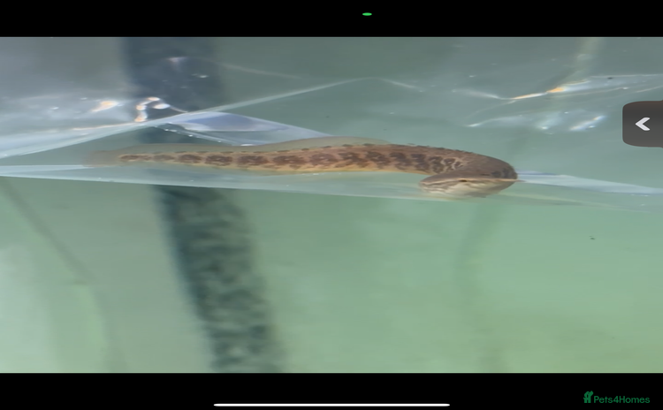 Other/Mixed Breed fish - Advert 1
