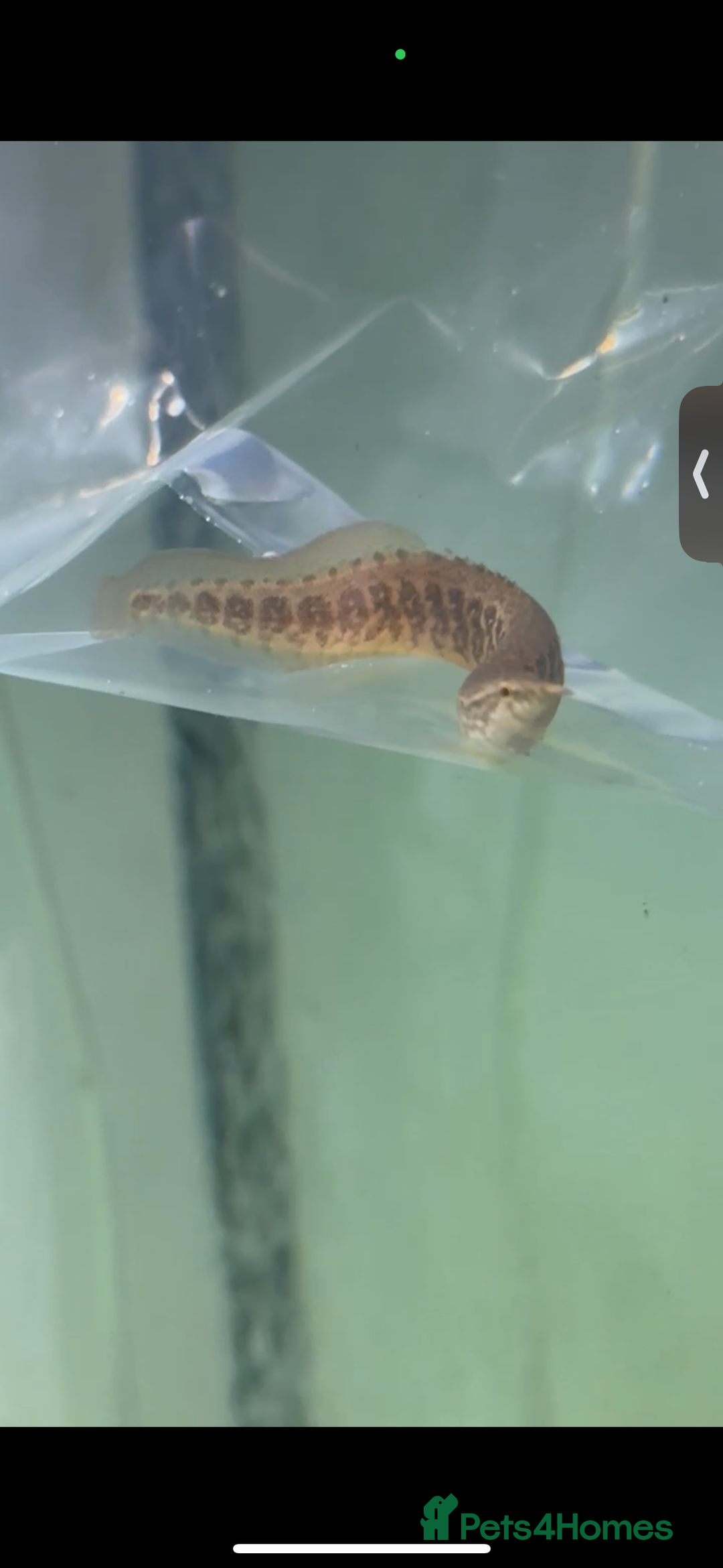 Other/Mixed Breed fish for sale: juvenile tire track eel - Image 1