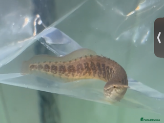 Other/Mixed Breed fish - Advert 37