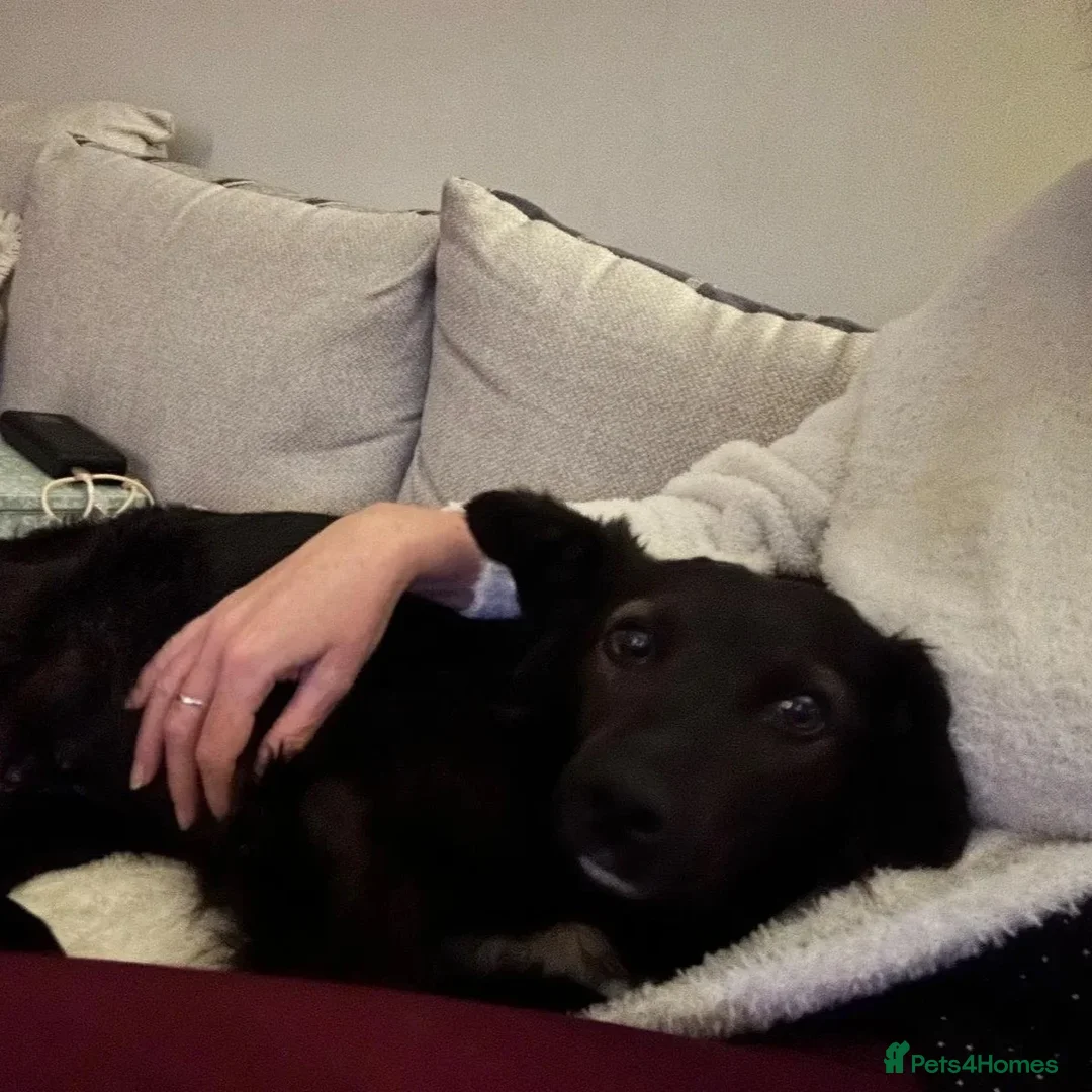 Mixed Breed dogs for adoption: Mila (Bosnian rescue) - Advert 14