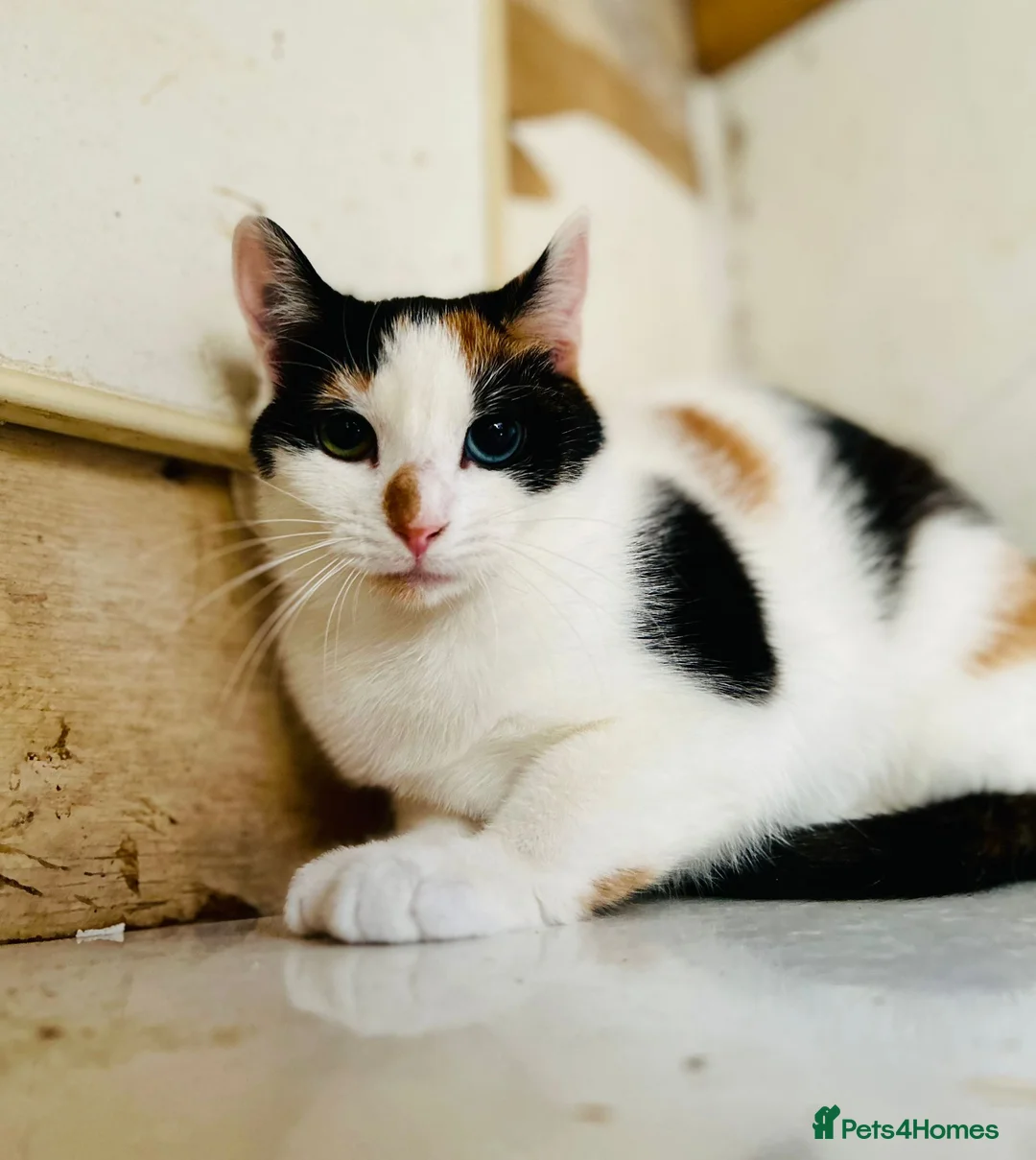 Mixed Breed cats for adoption: Rescue kittens Rosie& Oscar need a safe quiet home - Advert 3