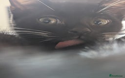 Mixed Breed cats for sale: Kitten Beau  - Image 10