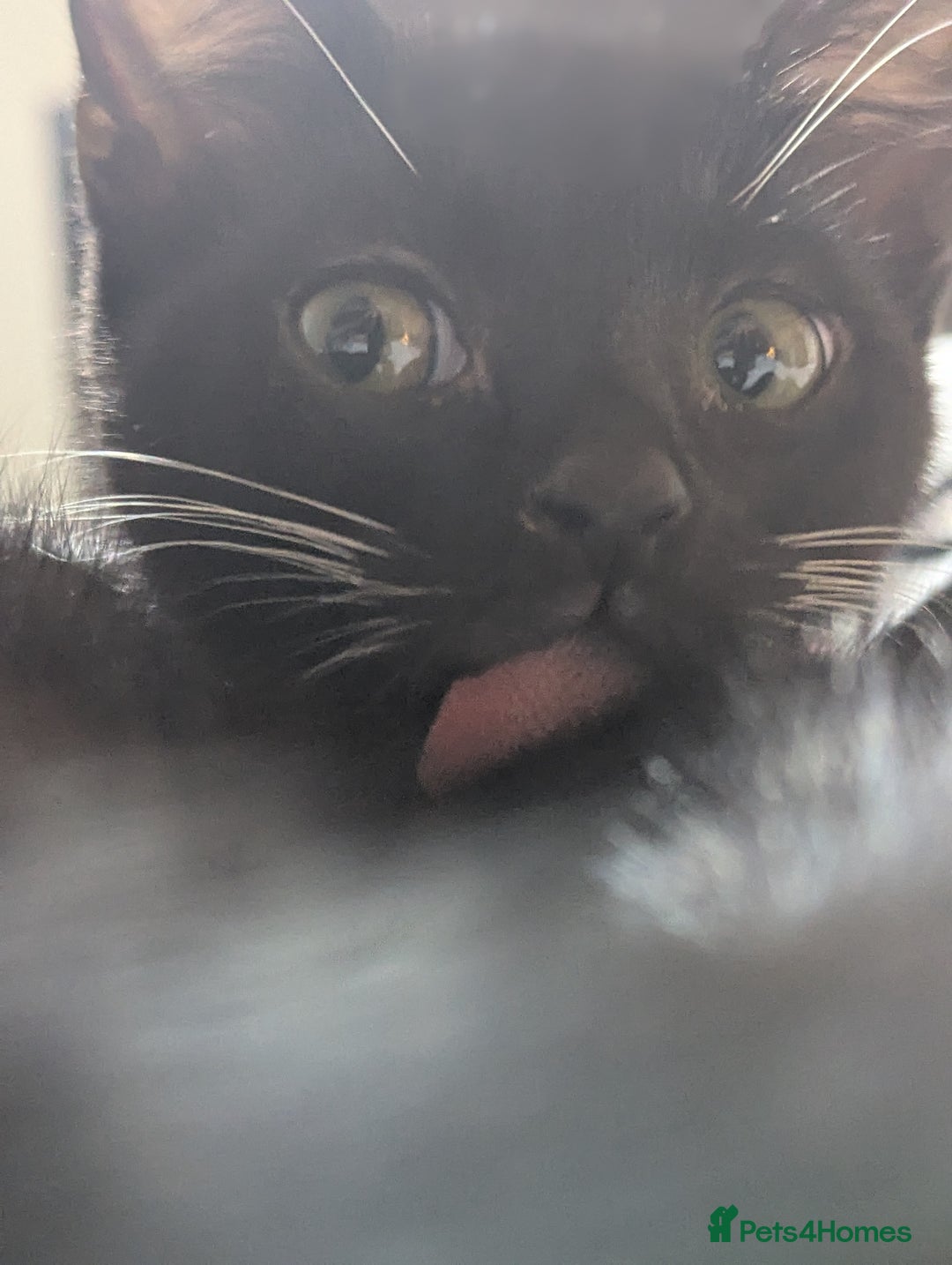 Mixed Breed cats for sale: Kitten Beau  - Image 10