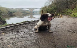 English Springer Spaniel dogs for sale: Working English springer spaniel - Image 3