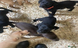 Mixed Breed dogs for sale:  8 Kelpie x labrador Puppies for sale  - Image 16