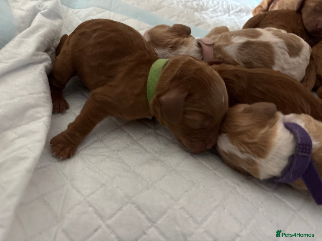 Cockapoo dogs for sale: F2 cockapoos 💖 - Image 13