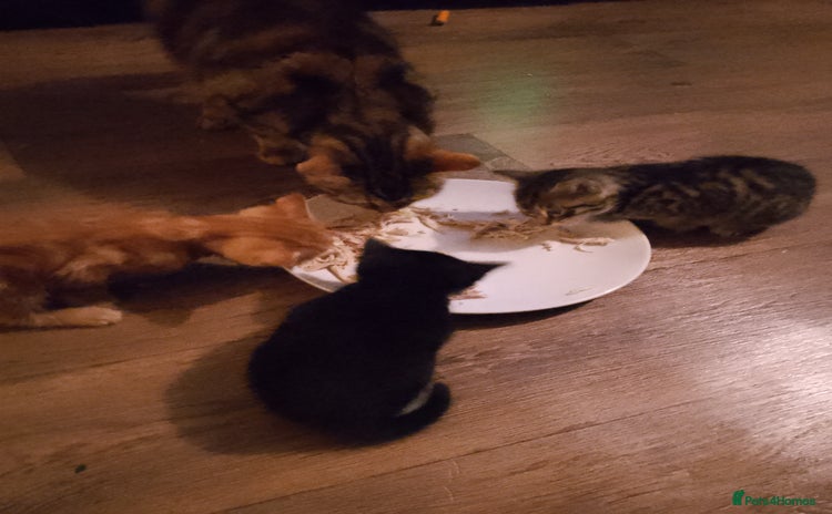 Mixed Breed cats - Advert 1