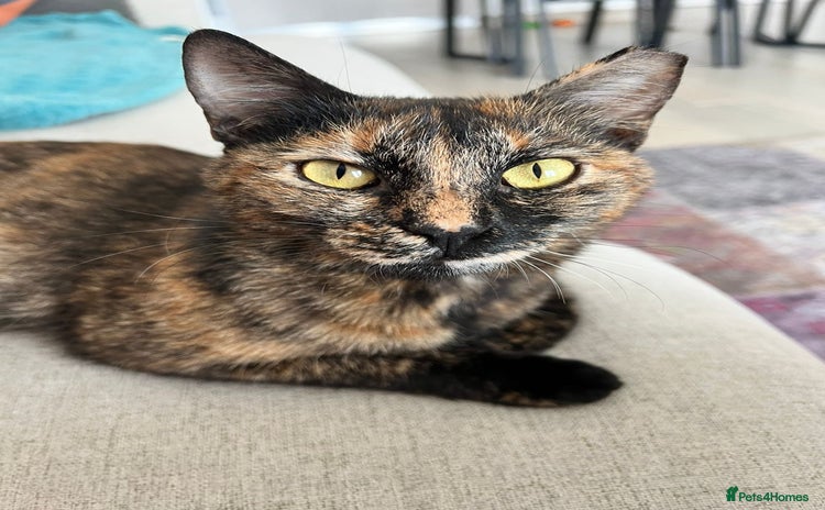 Mixed Breed cats - Advert 5