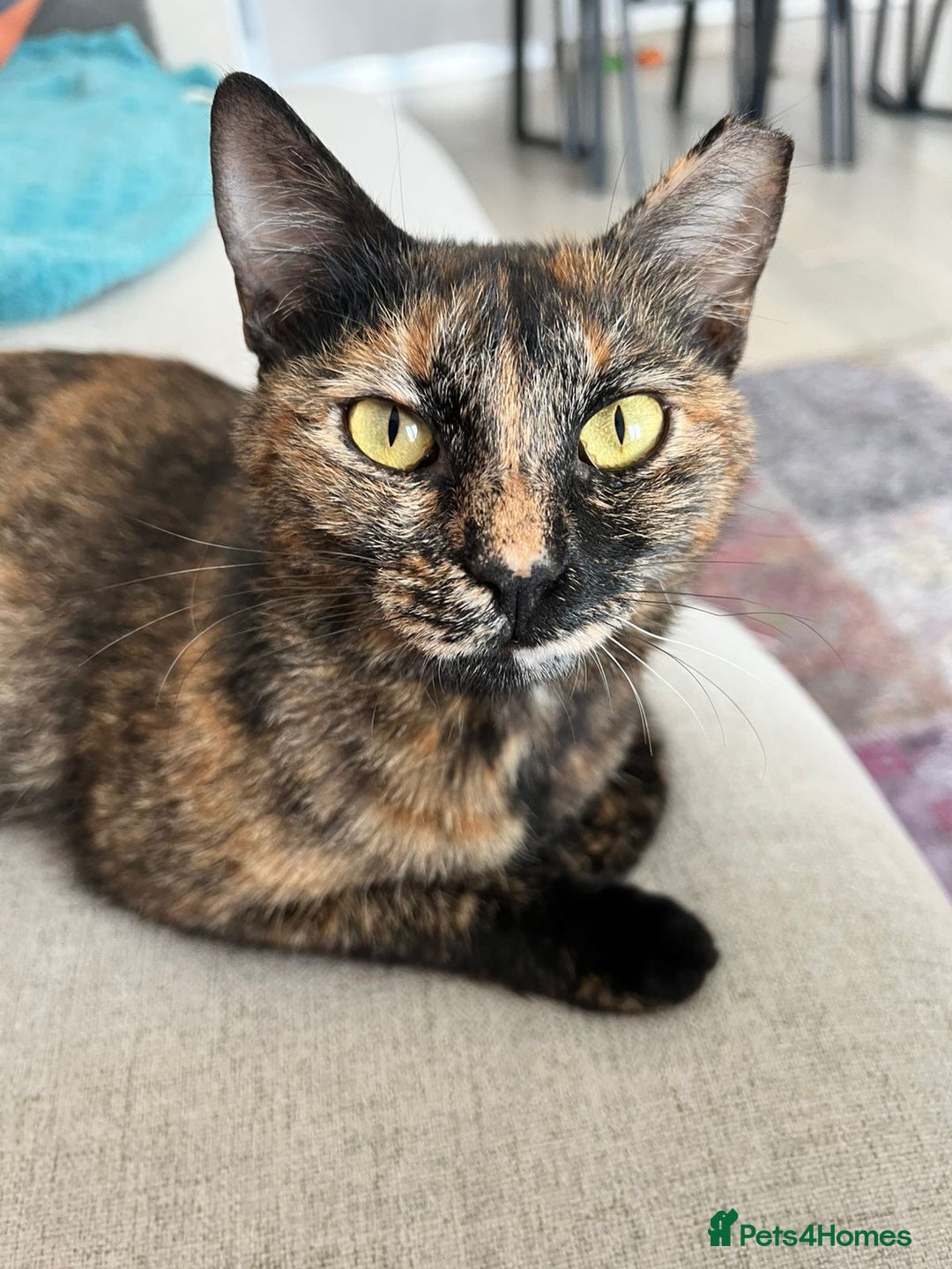 Mixed Breed cats for adoption: ARTI -AFFECTIONATE FUN GIRL SPAYED VACCINATED - Image 1