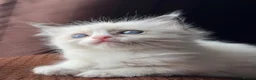 Ragdoll cats for sale: ACTIVE Bicolor Registered Ragdoll kittens - Advert 9