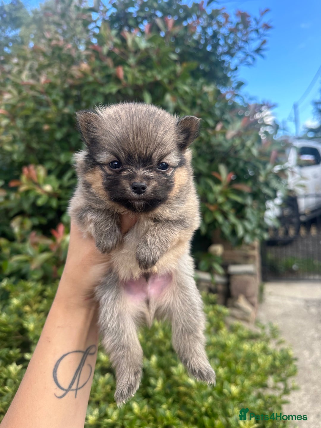 Pomeranian dogs for sale: 🐻TeddyBear Pomeranian Puppy’s🐻 - Image 3