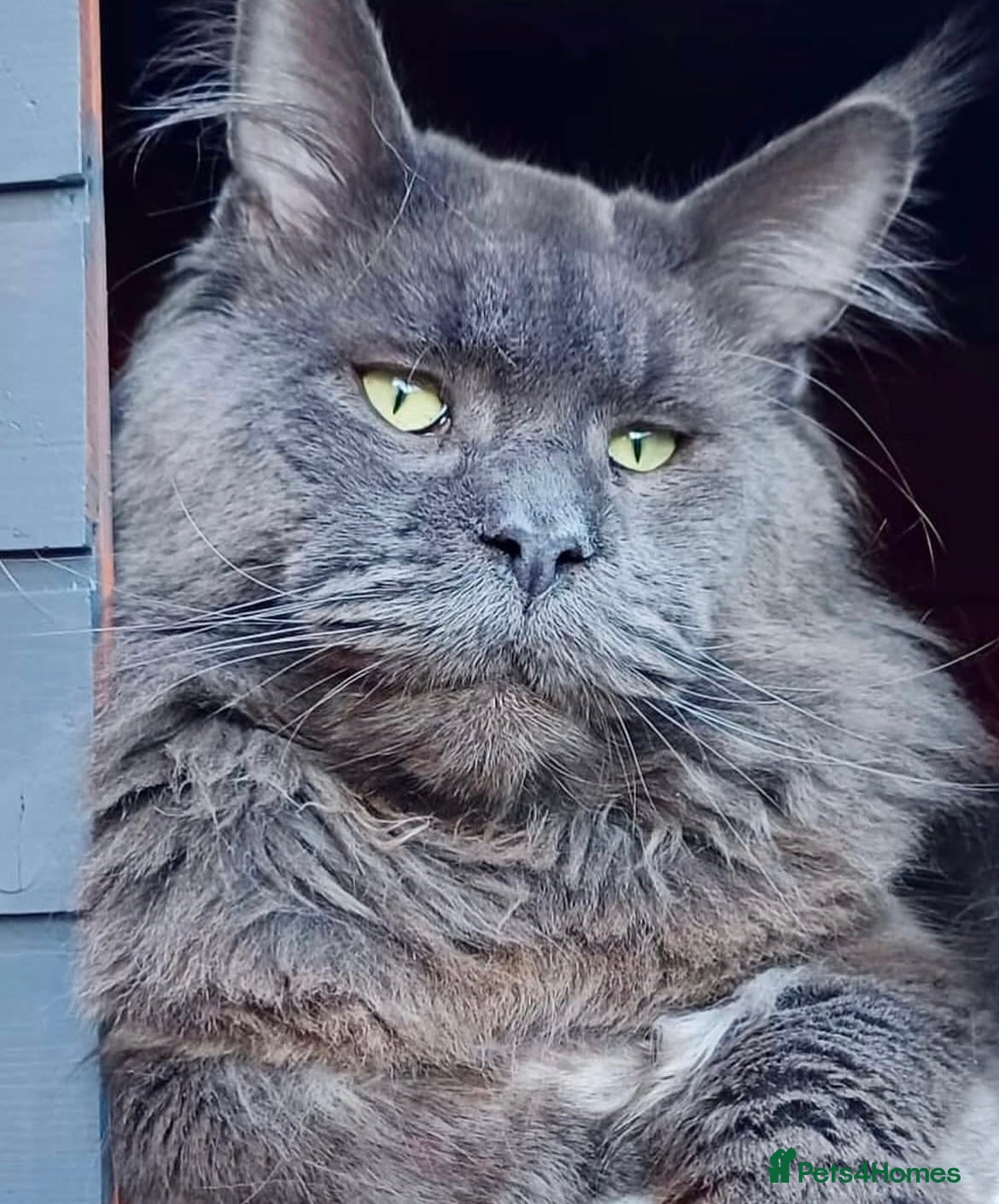 Maine Coon cats Stunning TICA registered blue-smoke kittens - Advert 1