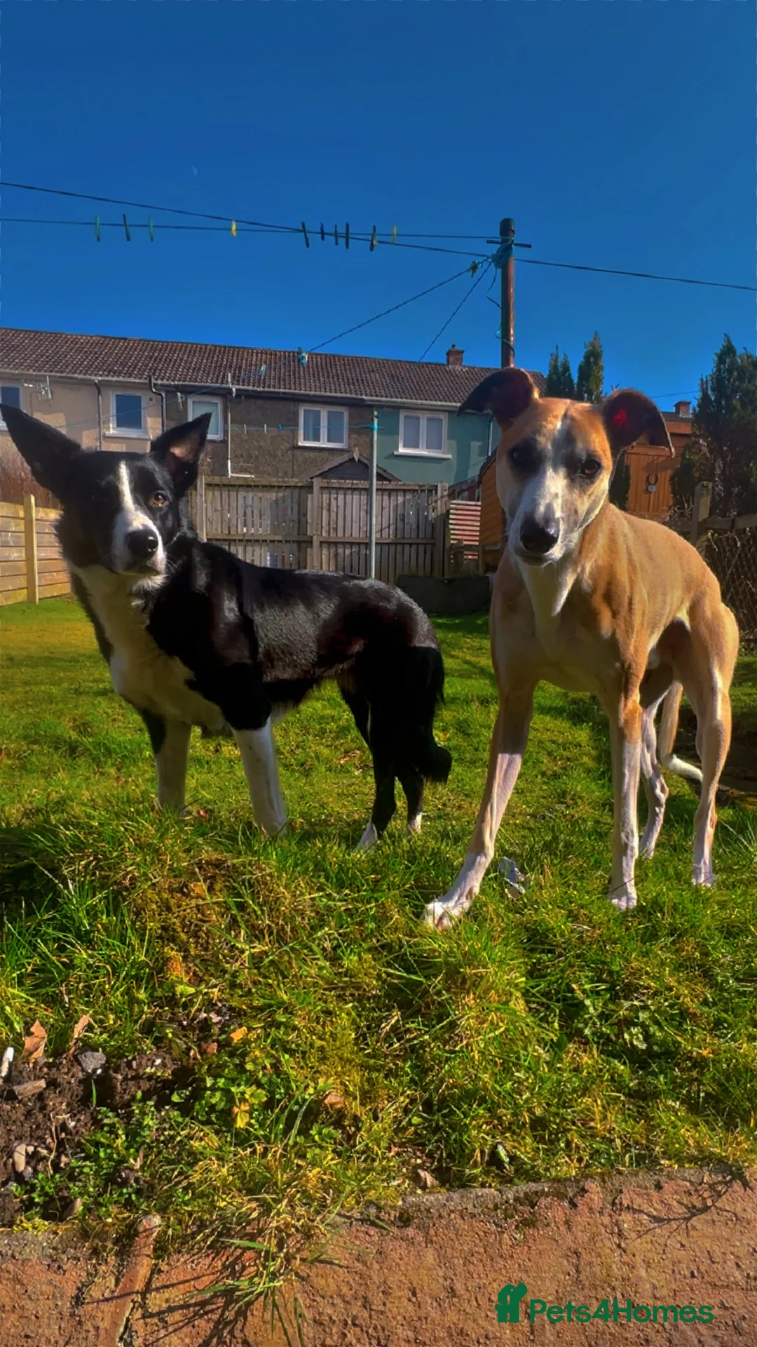 Lurcher dogs for stud: Lurcher for stud - Advert 18