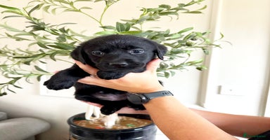 Labrador Retriever dogs - Advert 5