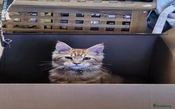 Maine Coon cats for sale: Male main coon - Image 9