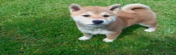 Japanese Shiba Inu dogs for sale: Japanese shiba inu puppies for sale, KC.reg  - Advert 5