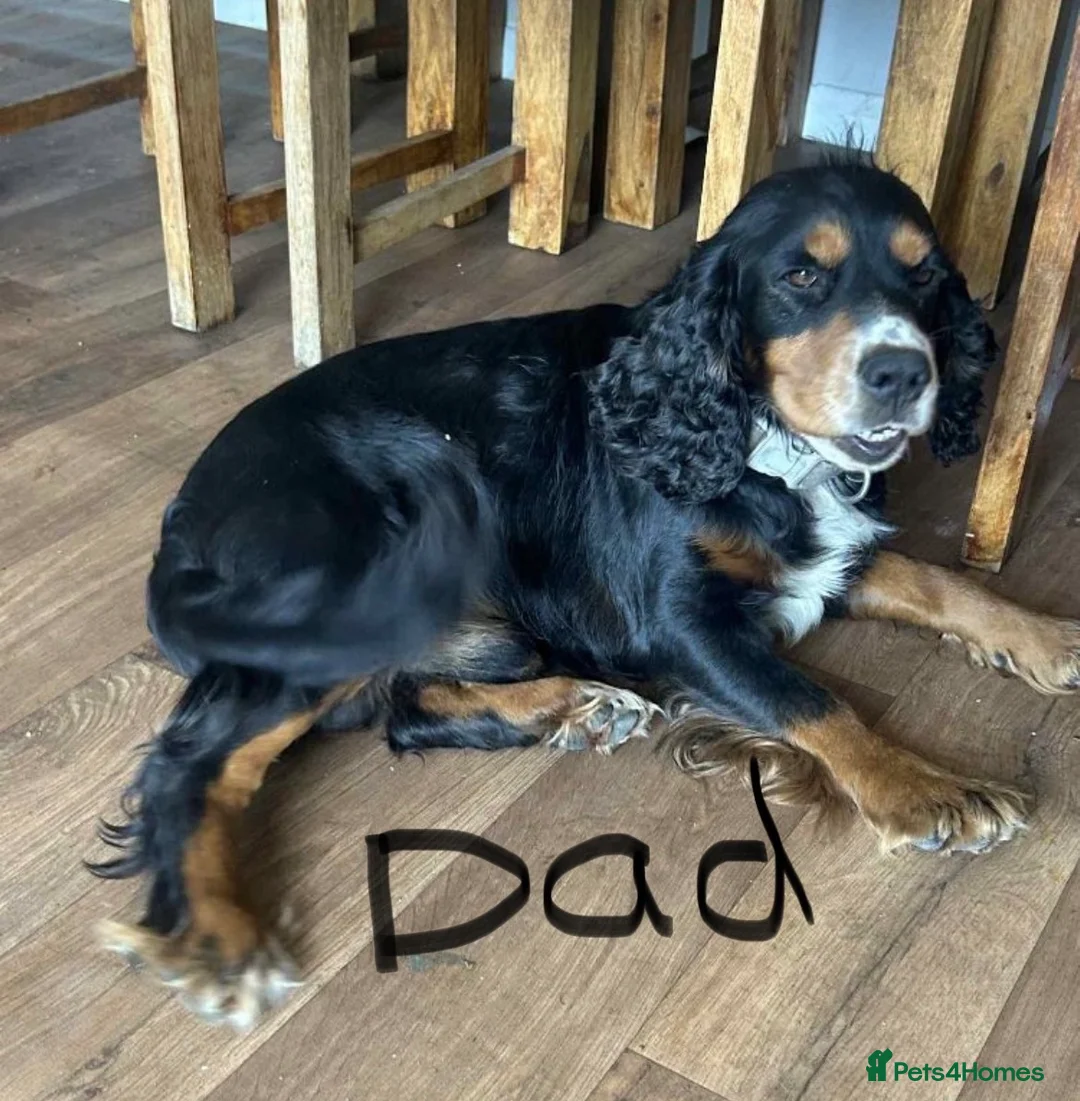 Cocker Spaniel dogs for sale: 5 BEAUTIFUL COCKER BOYS in King's Lynn - Advert 14