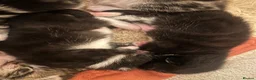 Mixed Breed cats for sale: 2 Tuxedo Tabby Boys in Shifnal - Advert 28
