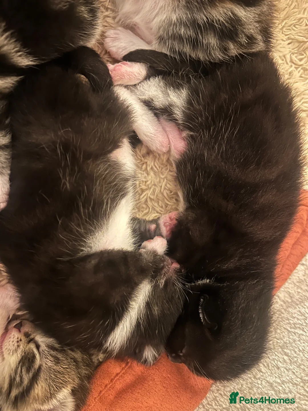 Mixed Breed cats for sale: 2 Tuxedo Tabby Boys in Shifnal - Advert 28