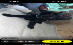Labrador Retriever dogs for sale: labrador pups  - Image 4