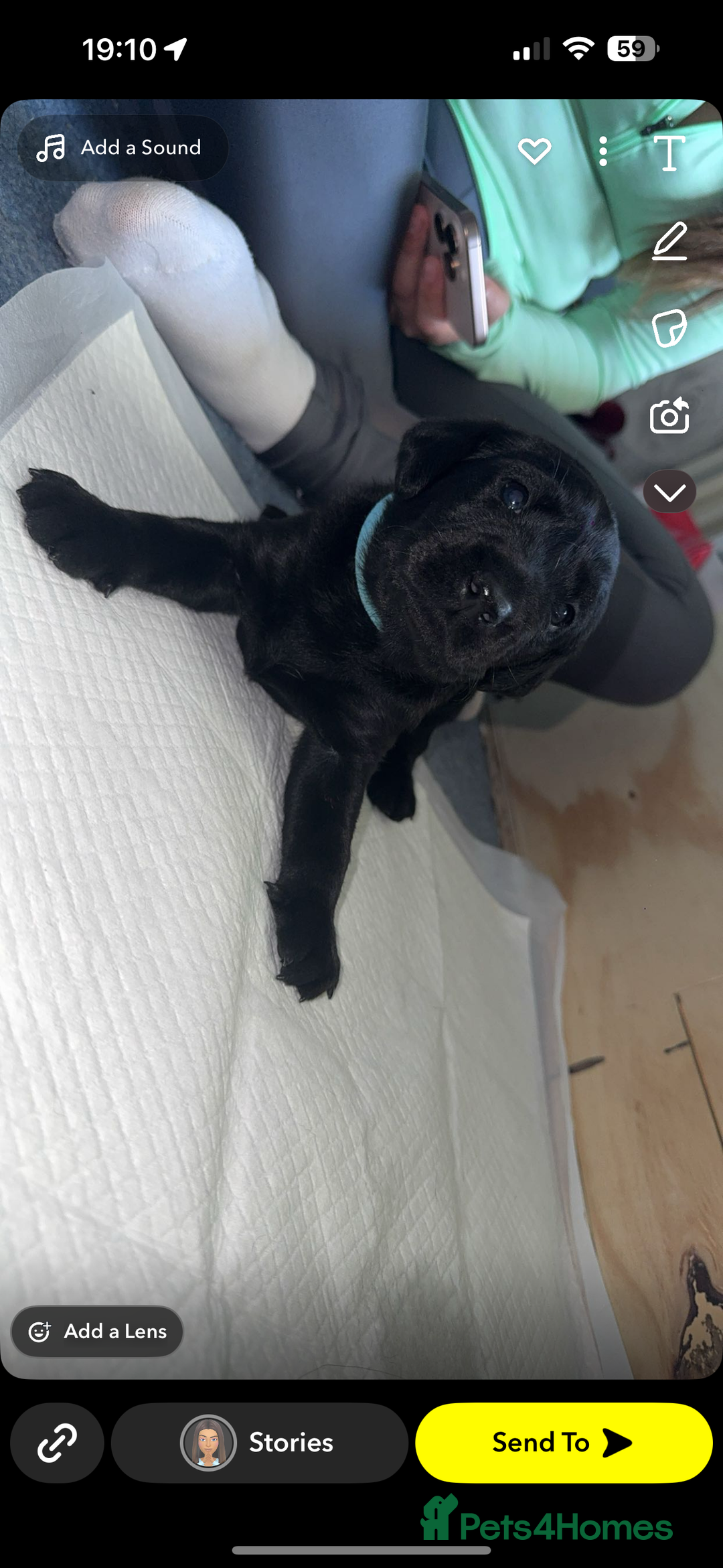 Labrador Retriever dogs for sale: labrador pups  - Image 4