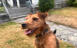 Lakeland Terrier dogs for sale: Gorgeous George  - Image 7